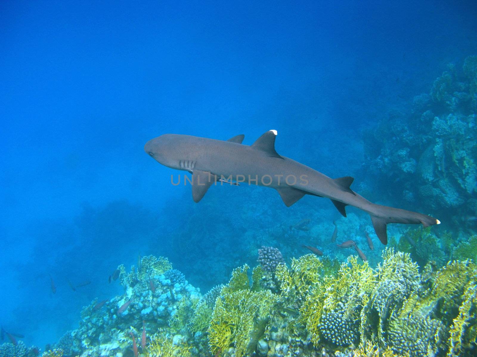 Whitetip reef shark and reef by vintrom