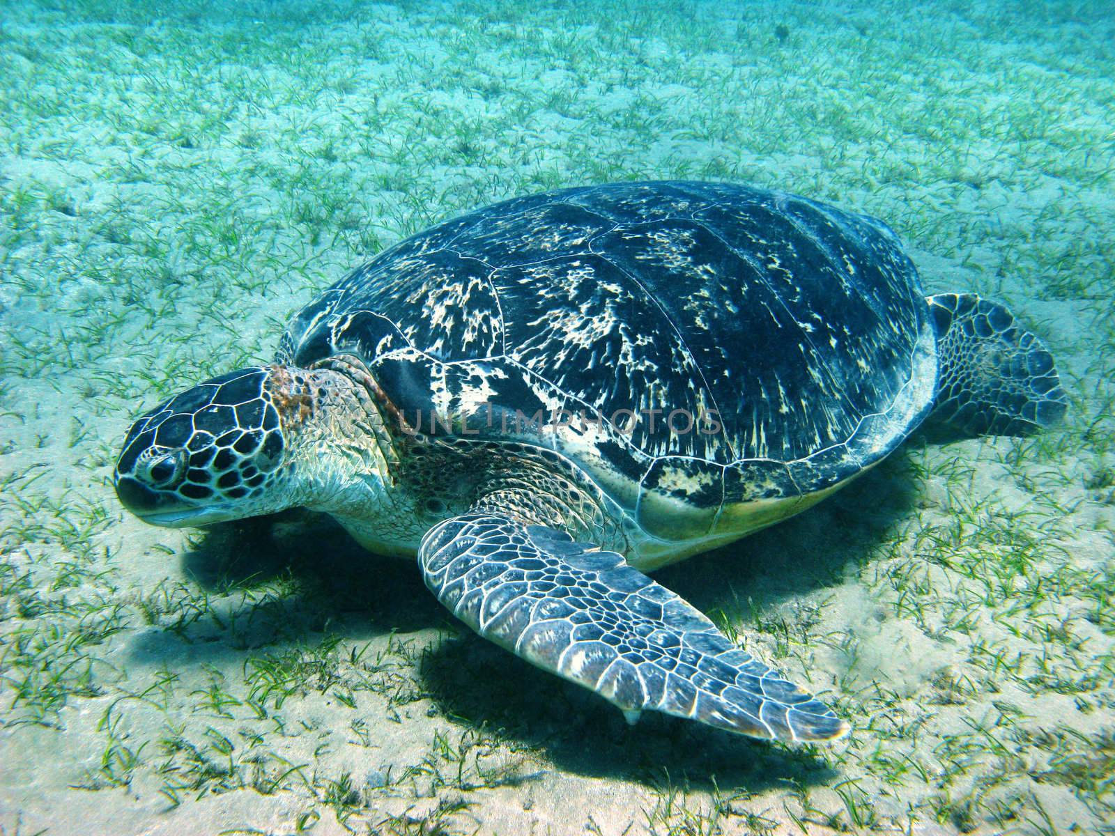 Sea turtle in Red sea, Abu Dabab
