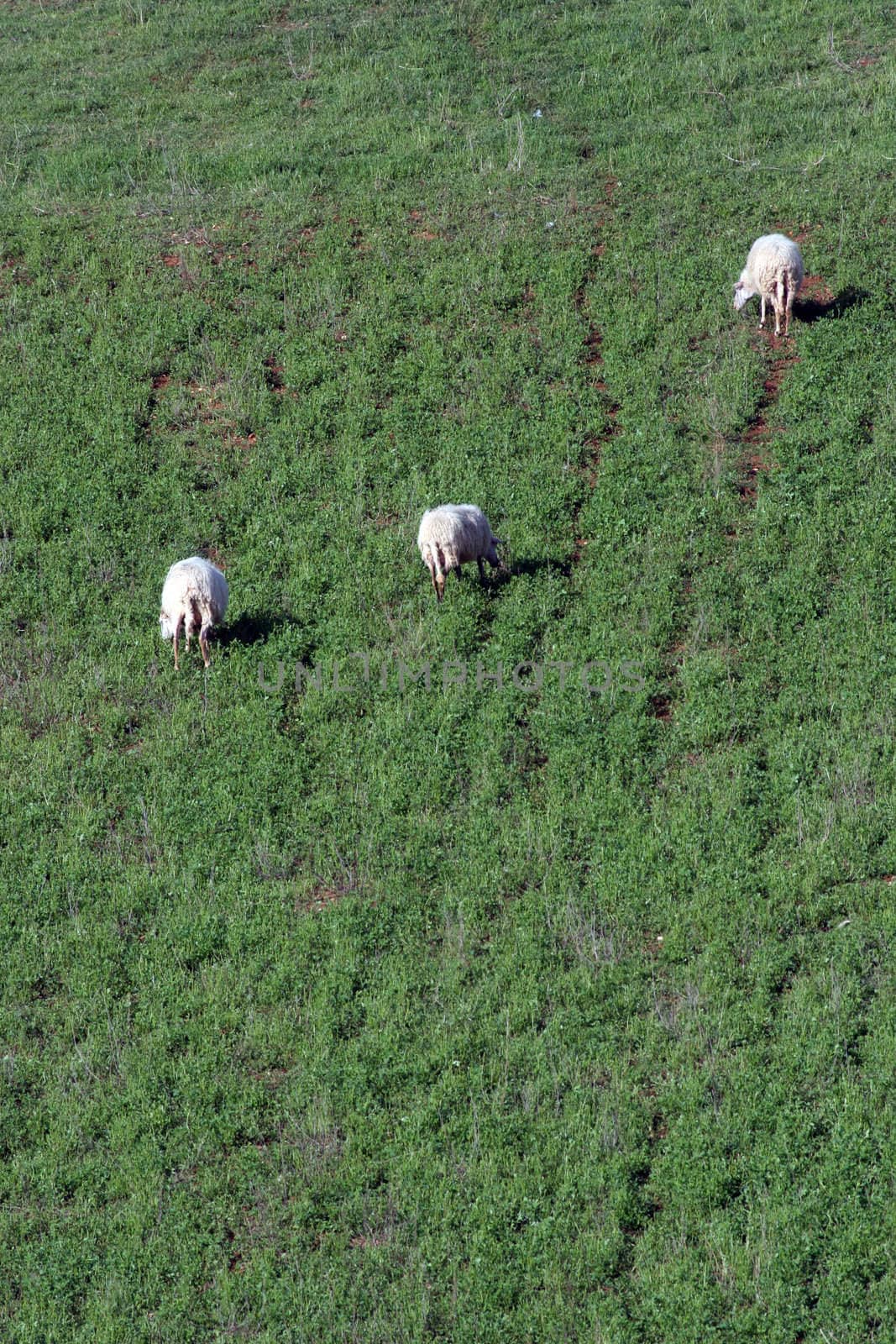 Sheep Grazing in a Green Meadow