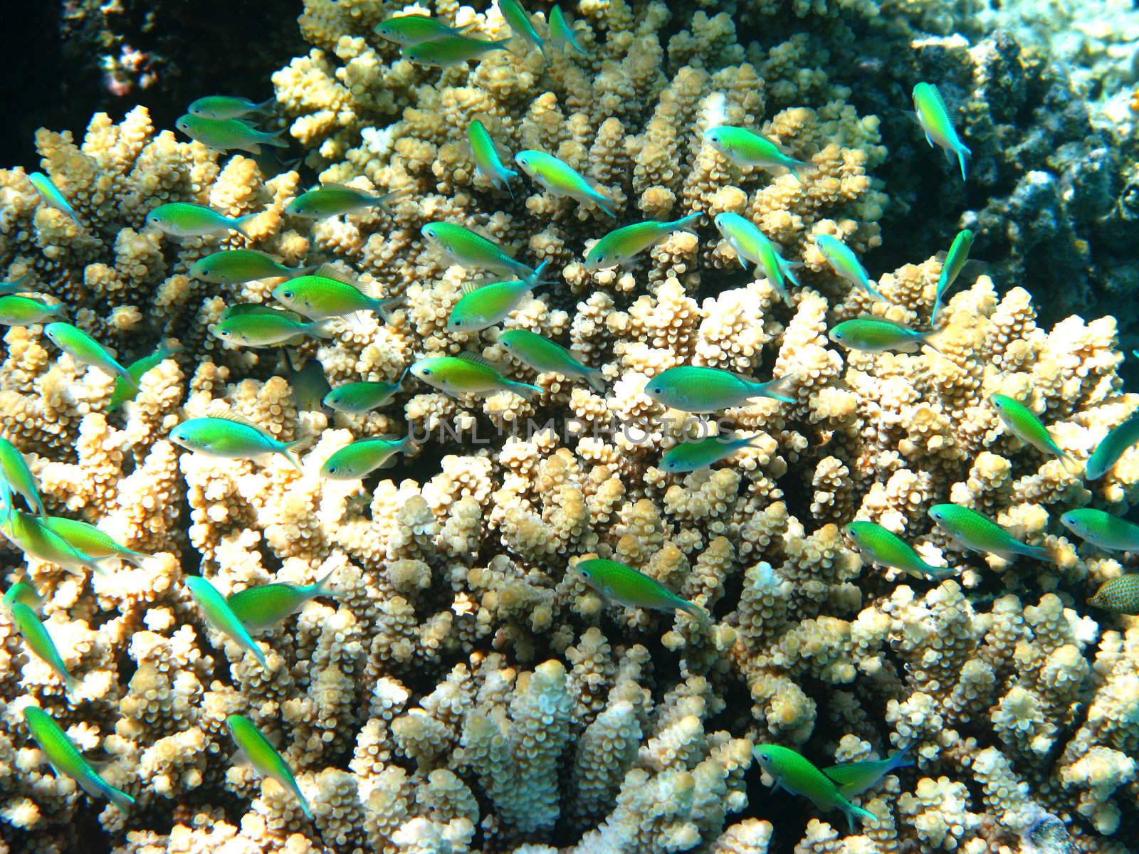 Blue-green chromises and coral reef in Red sea