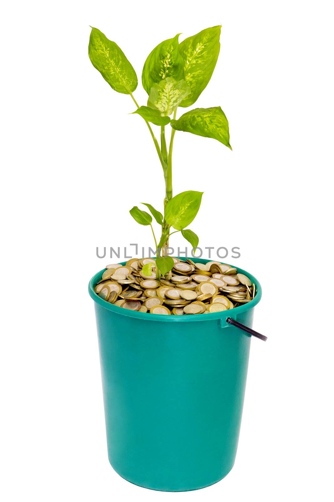 young green plant in a bucket of coins