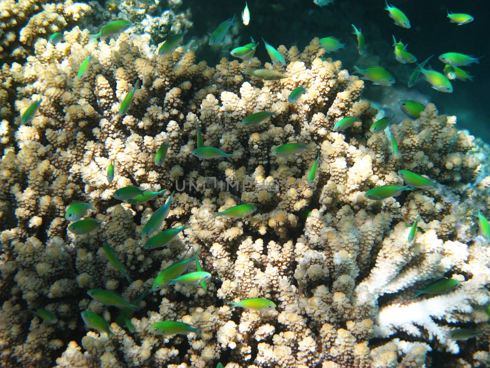 Blue-green chromises and coral reef in Red sea