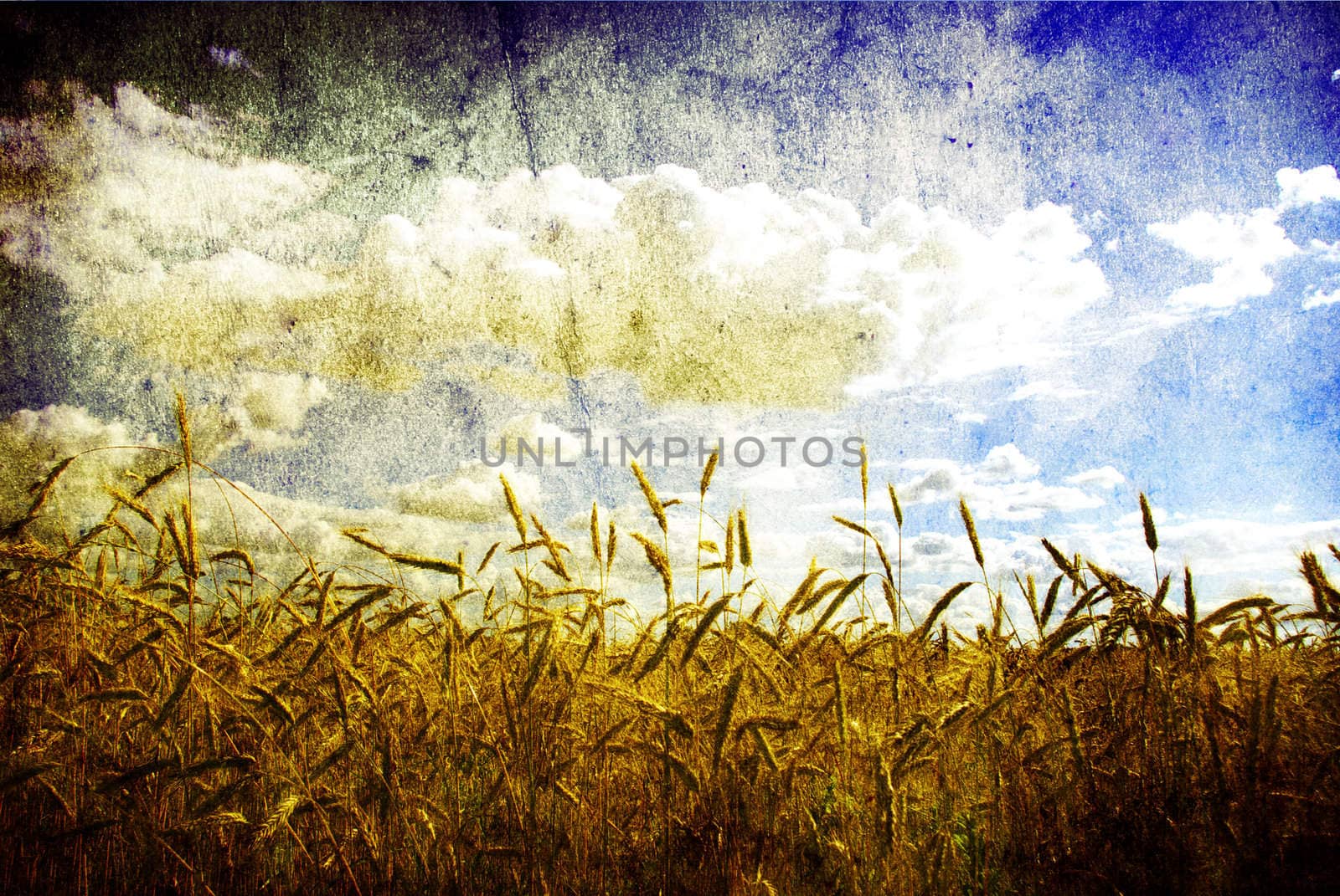 wheat by Pakhnyushchyy