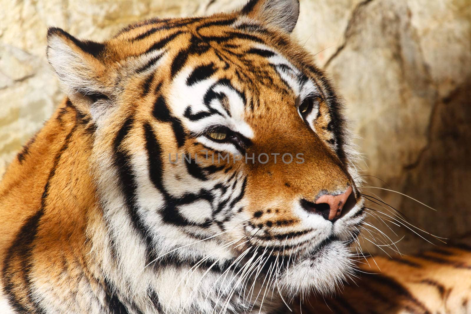 Fantastic specimen  of Bengal tiger posing placidly