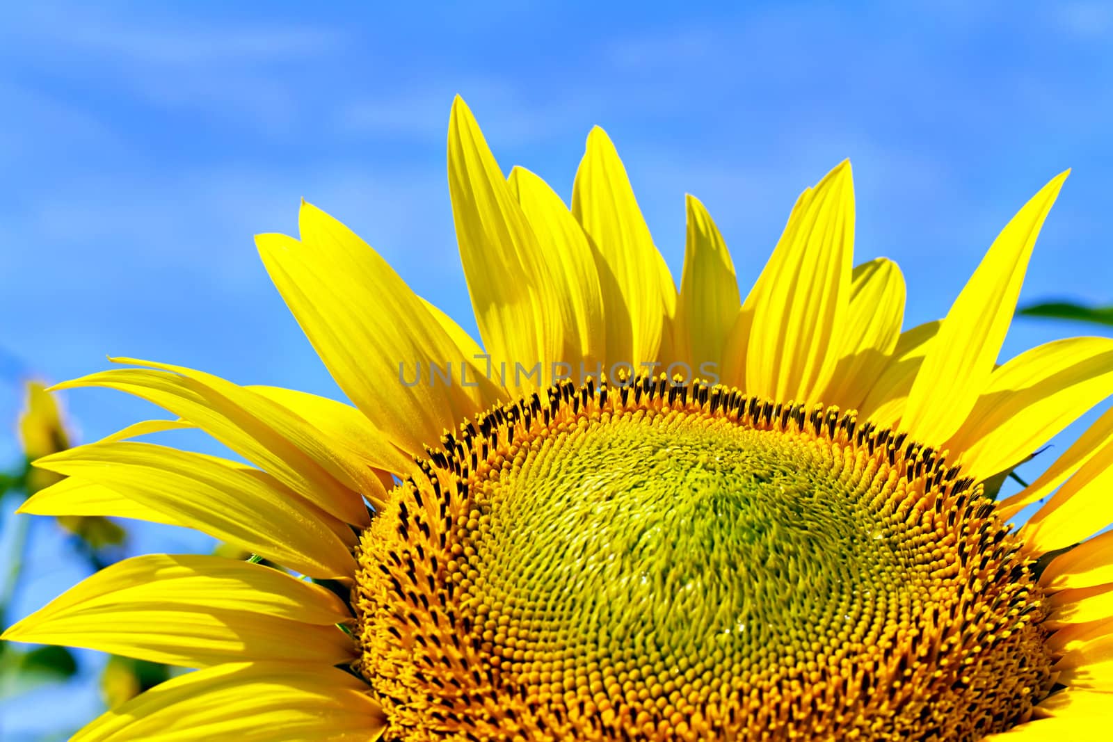 sunflower close-up image on a background of blue sky