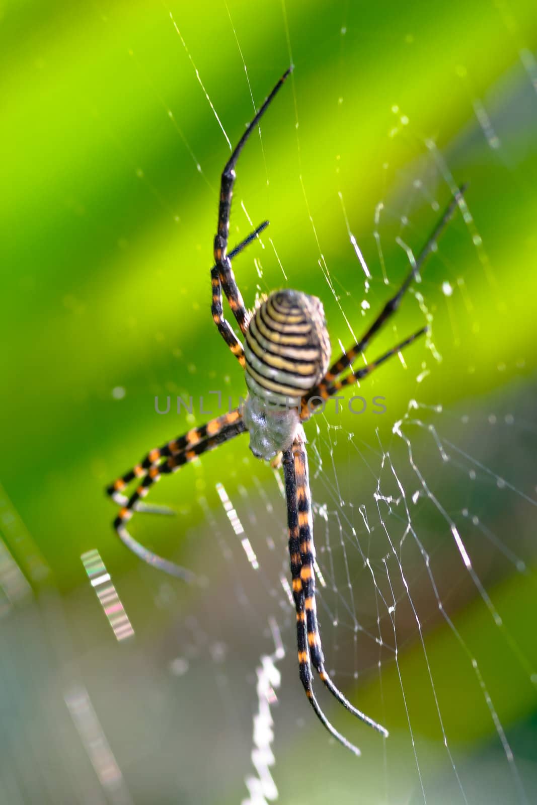 A spider,  Argiope bruennichi,  of considerable size and threatening aspect