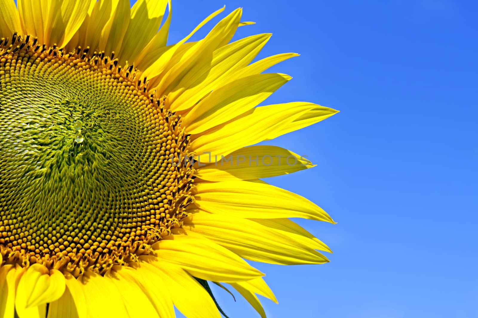 sunflower close-up image on a background of blue sky