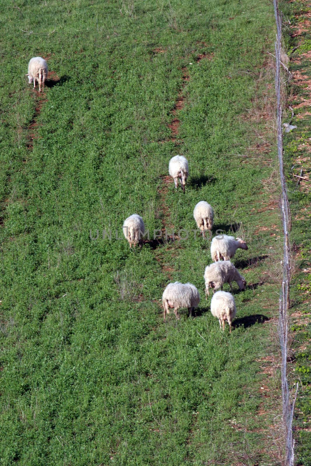 Sheep Grazing in a Green Meadow