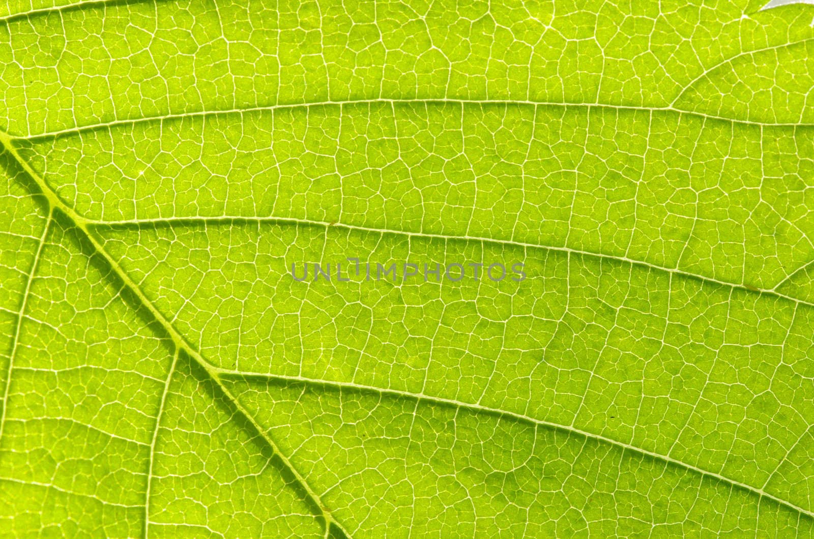 structure of leaf natural background
