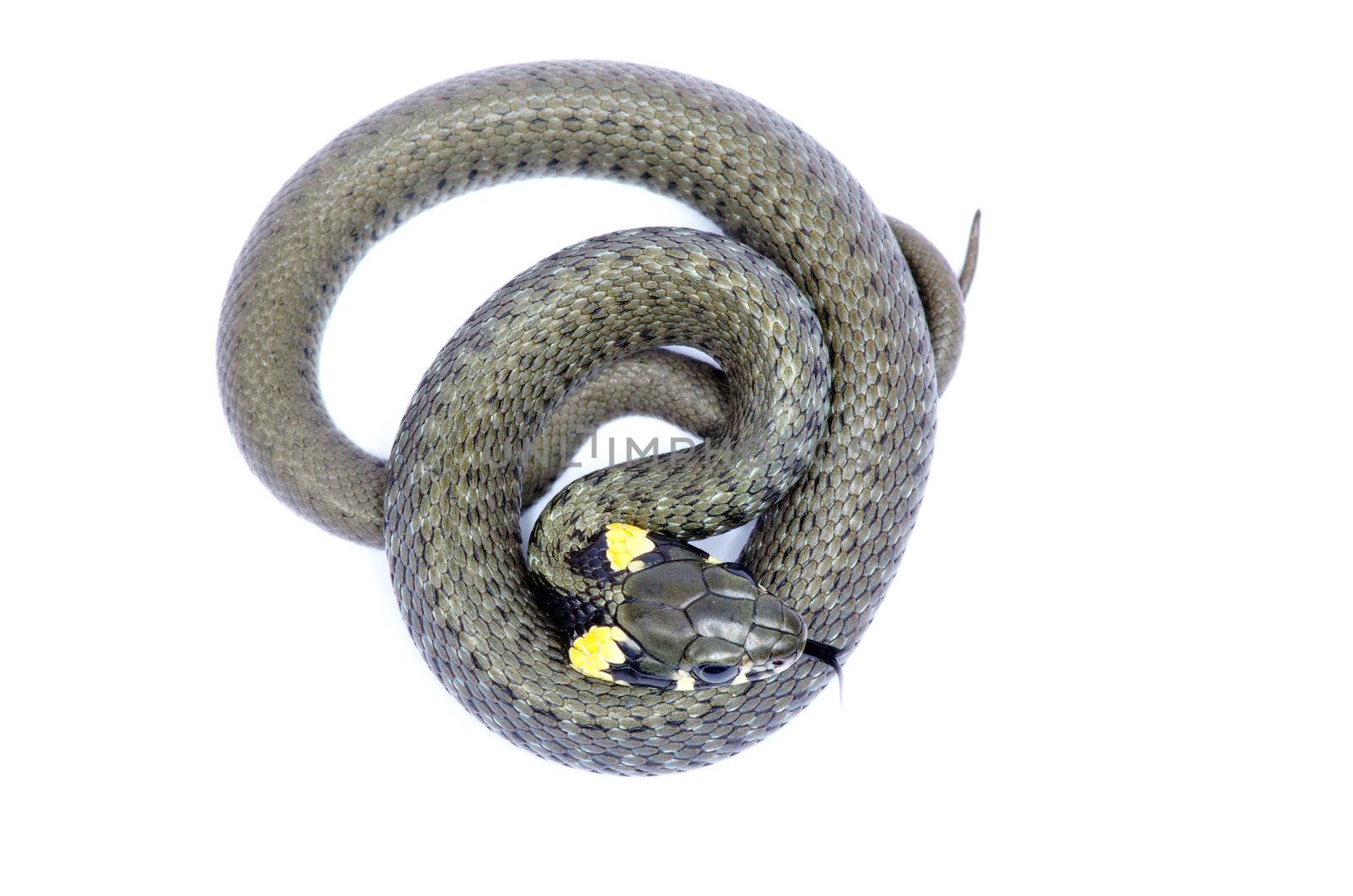 snake isolated on white background