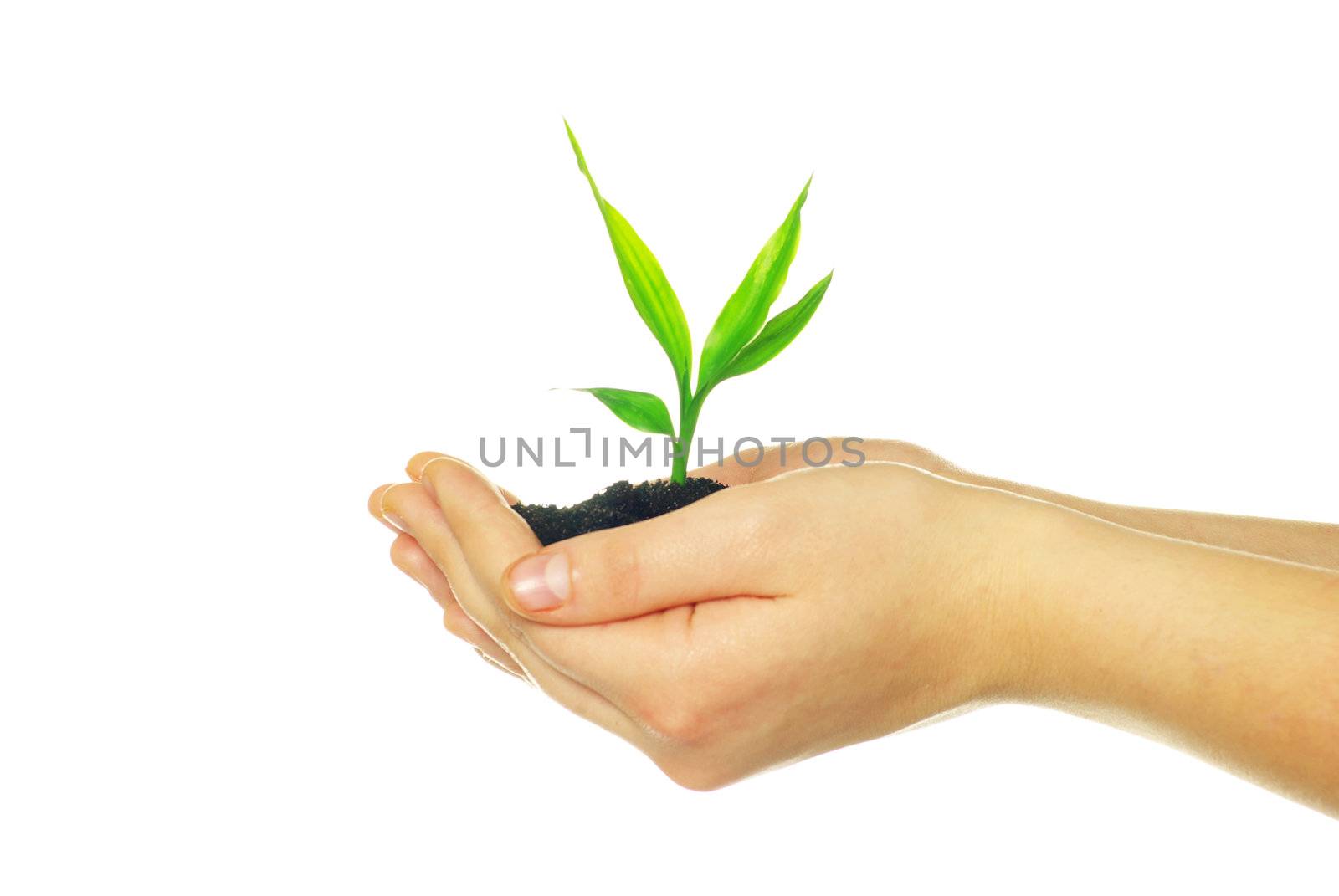 plant in hands isolated on white background