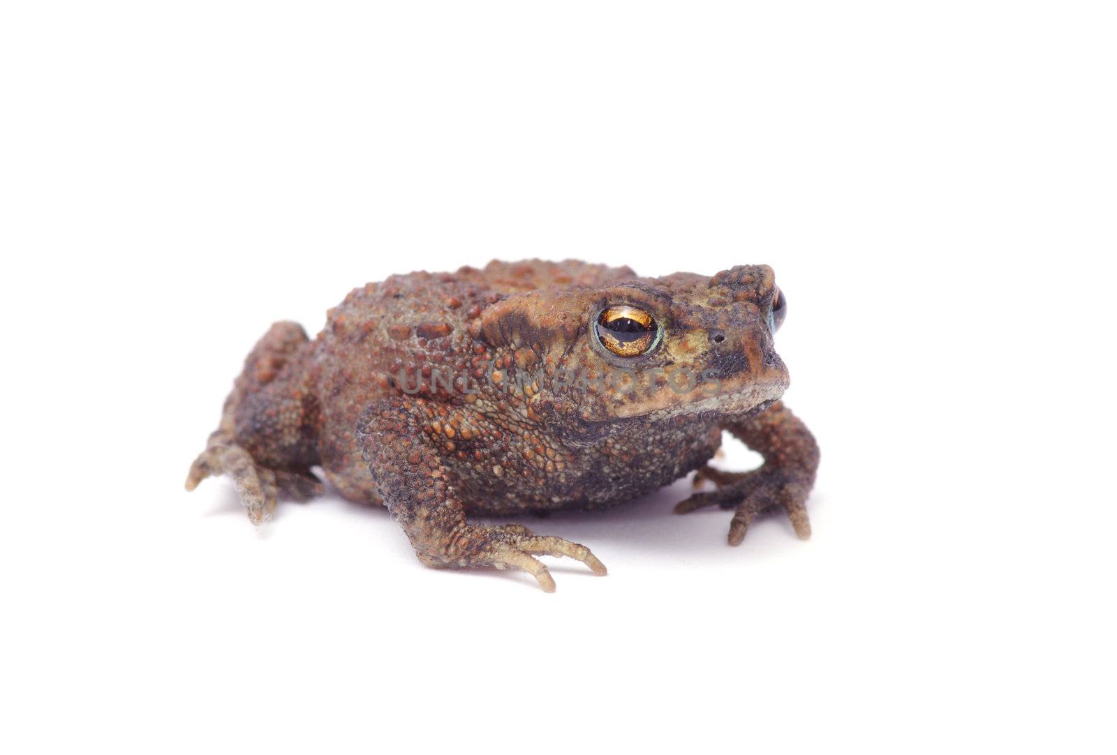 frog on a white background