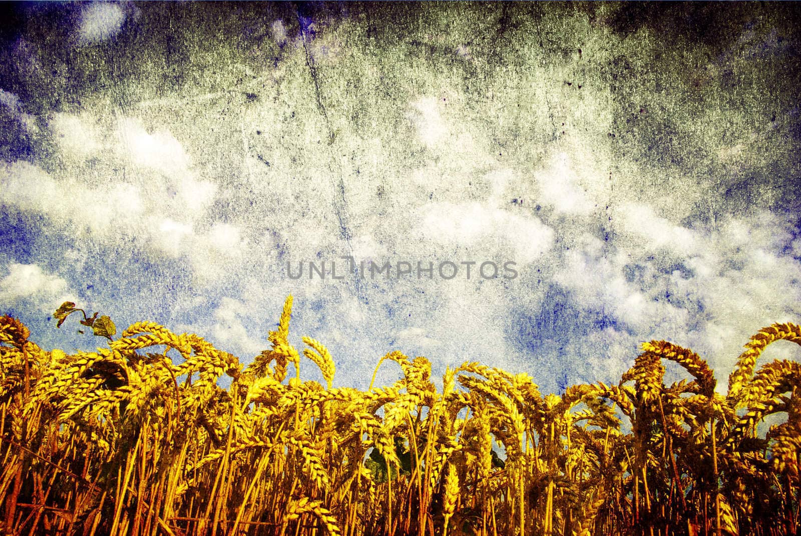 Wheat ears against the blue  sky