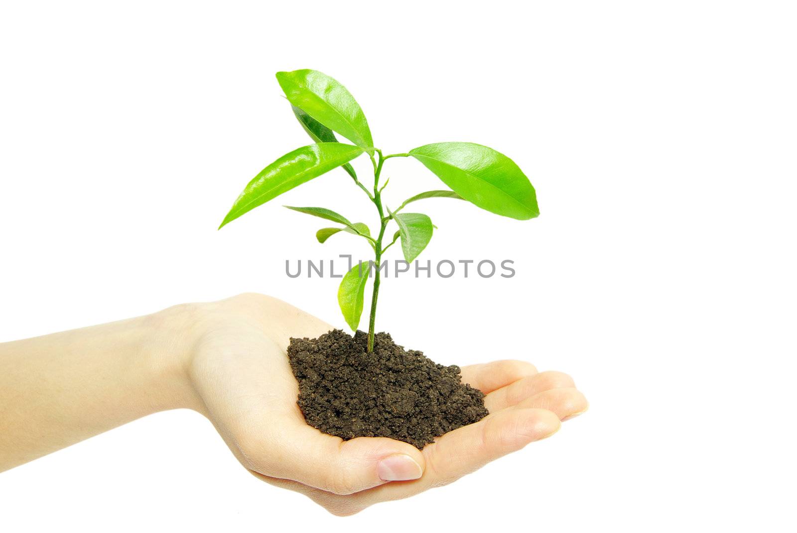 plant in female hands isolated on white background