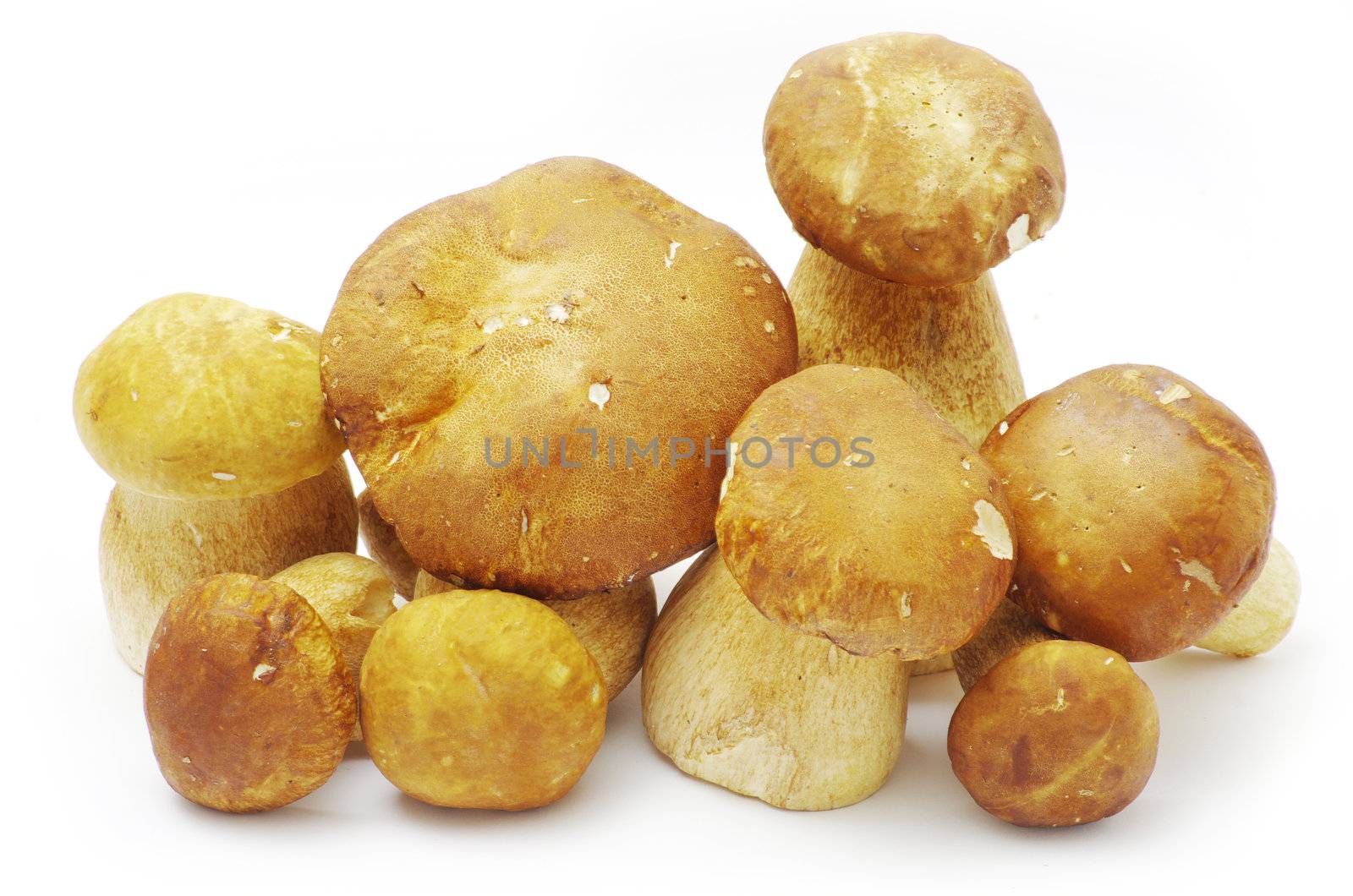 boletus edulis mushrooms on over white background