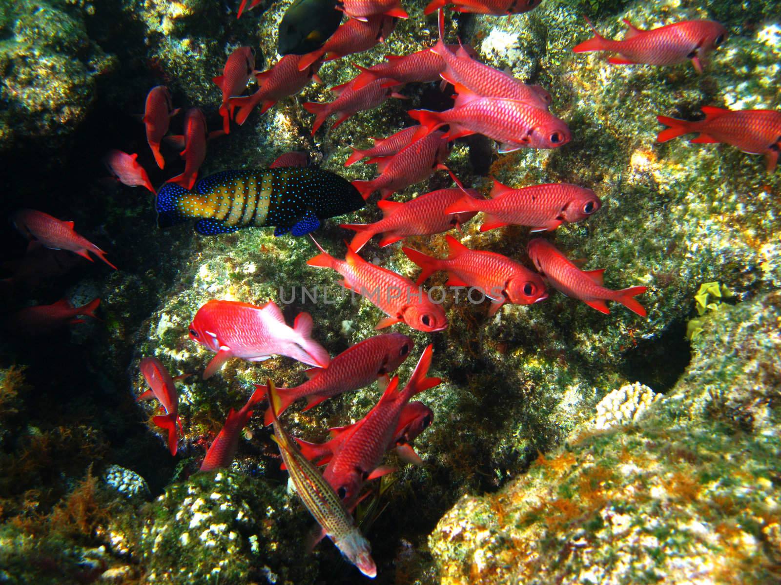 Pinecone soldierfishes and coral reef by vintrom