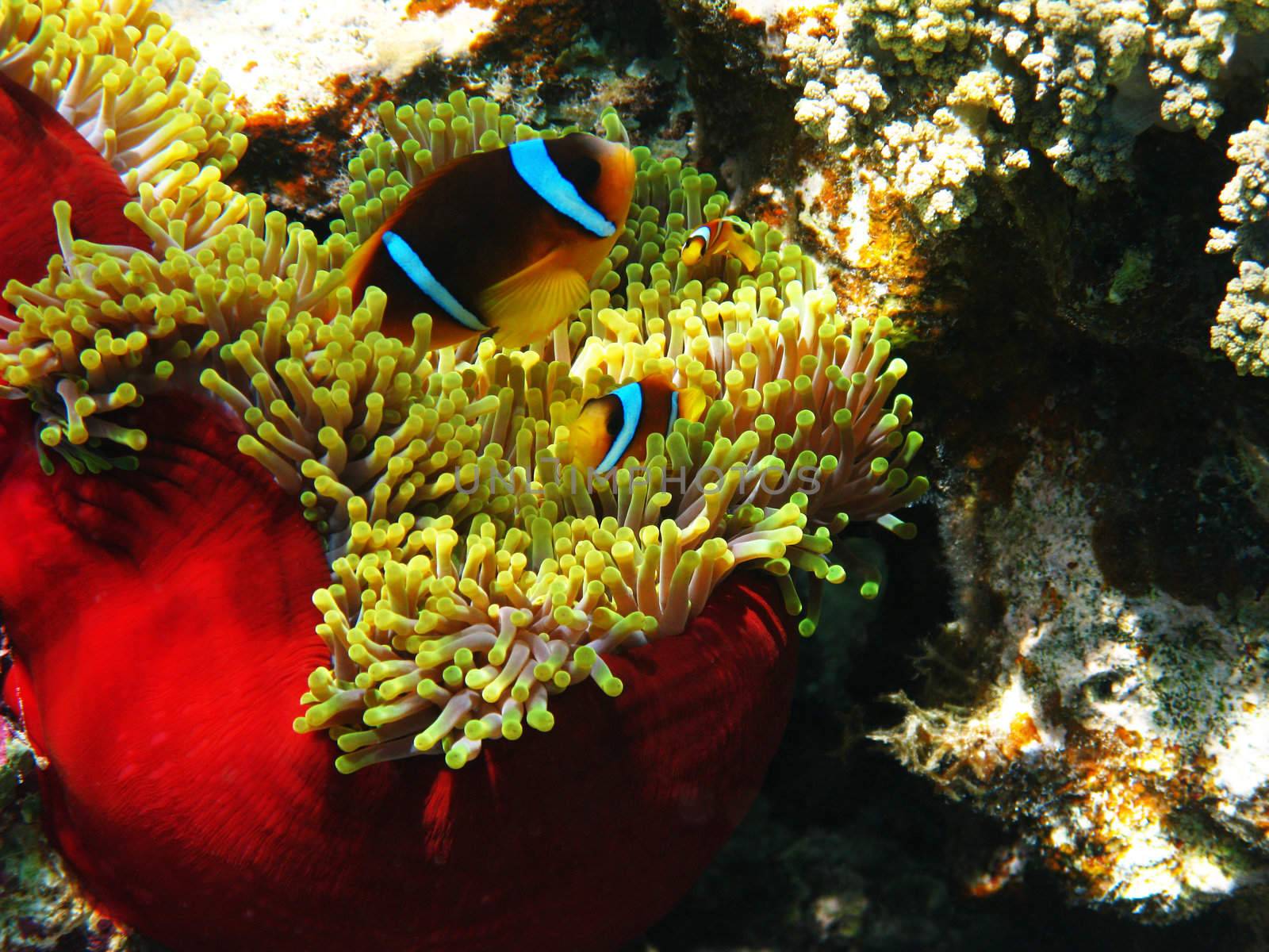 Sea anemones and two-banded clownfishes by vintrom