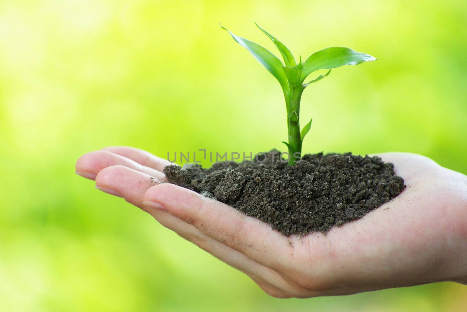 plant in the hand on green background