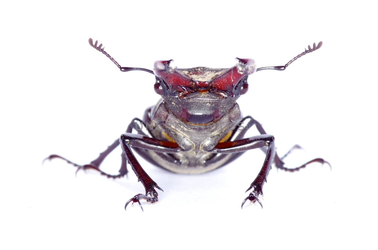 Stag beetle on the white background