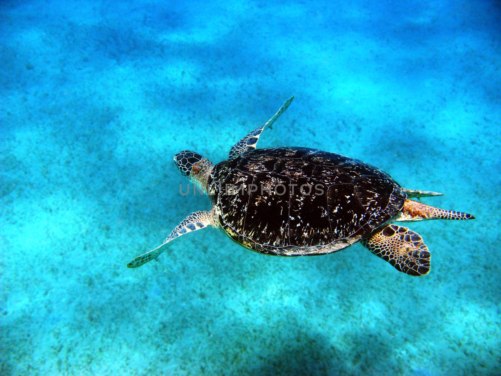 Sea turtle in Red sea, Abu Dabab