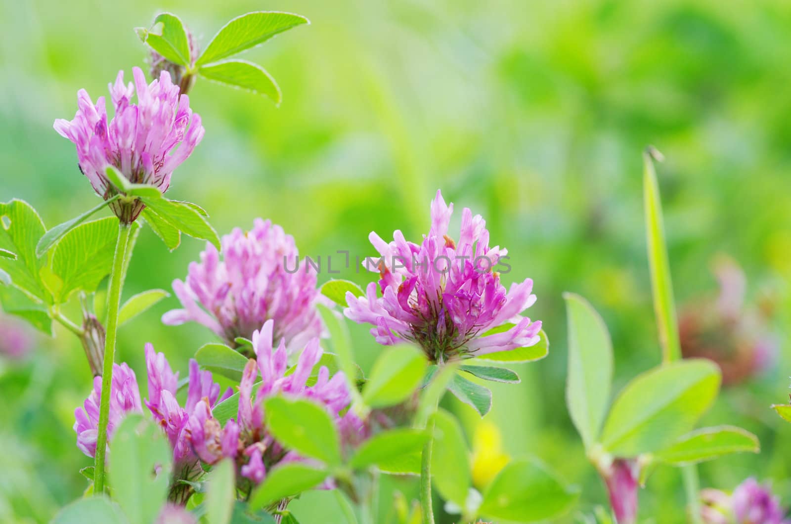 red flower clovers on green background