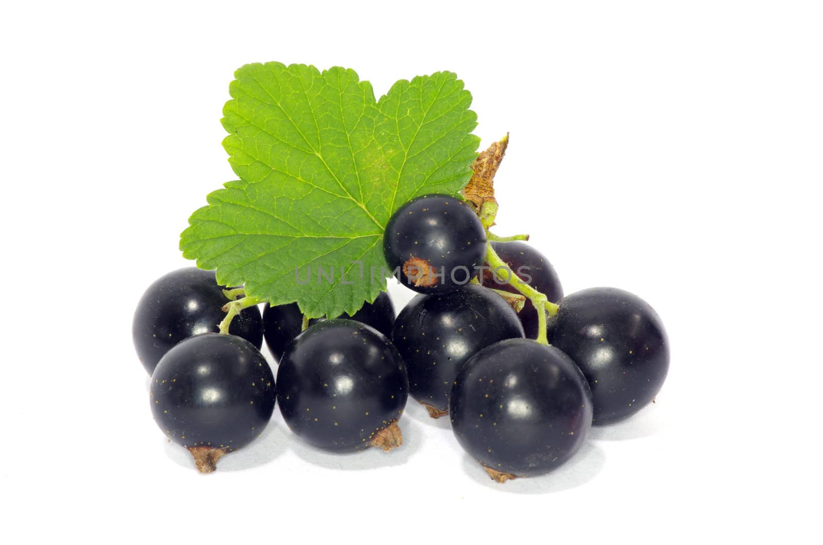 branch of black currant fruits isolated on white background