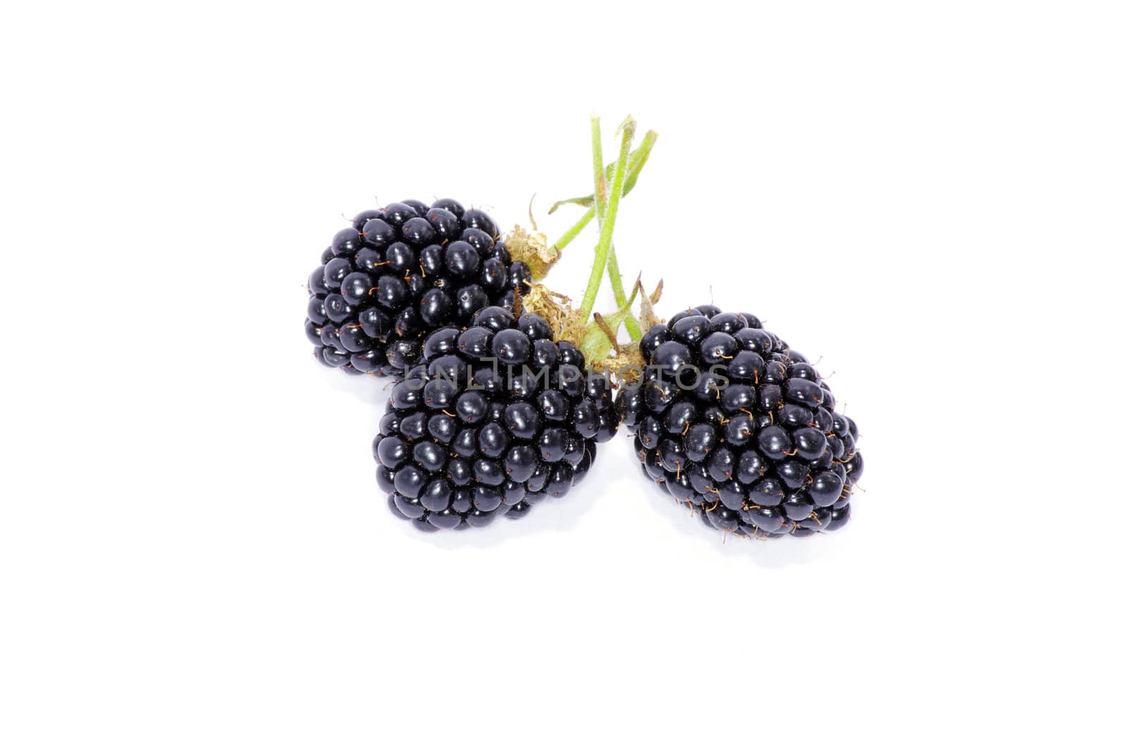 blackberry isolated on white background