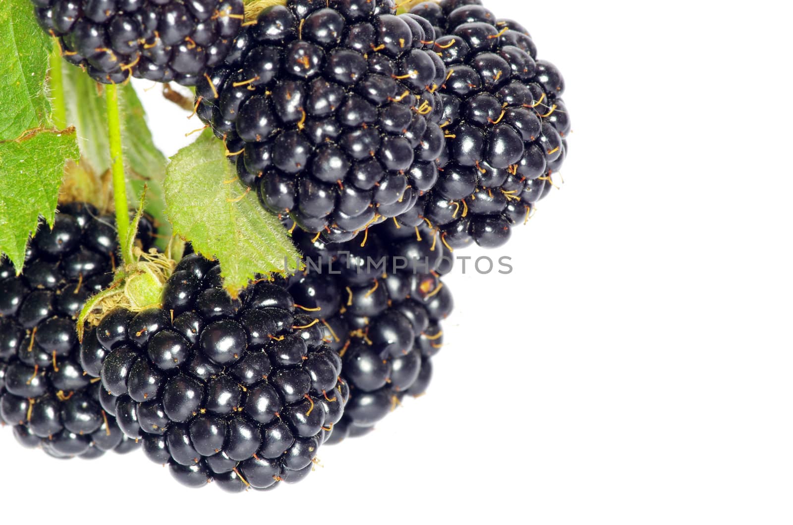 blackberry isolated on white background