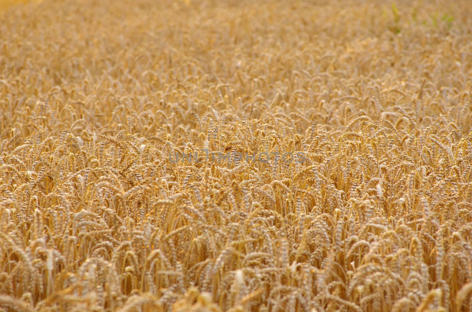 golden wheat field in summer