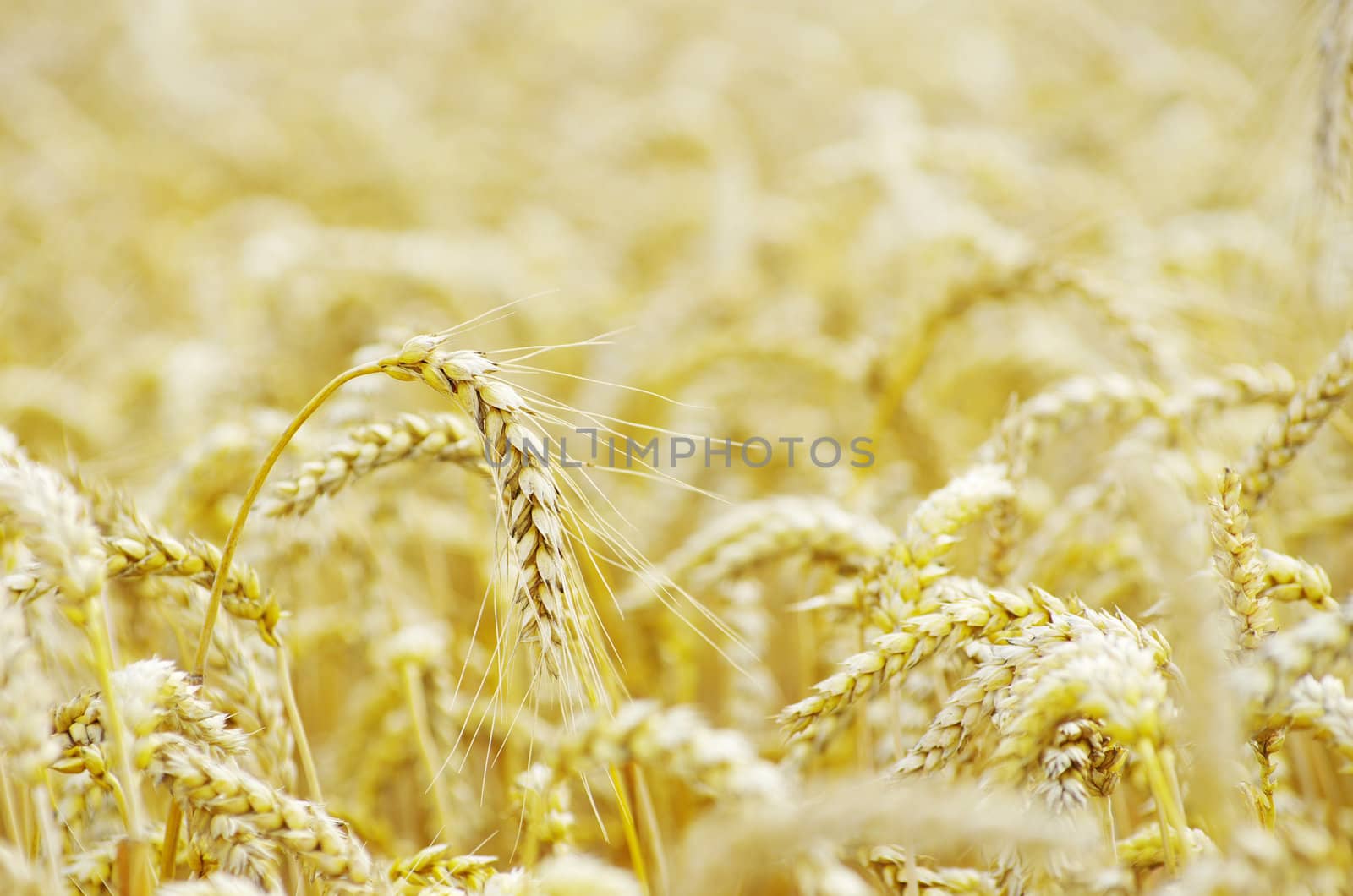  wheat  by Pakhnyushchyy
