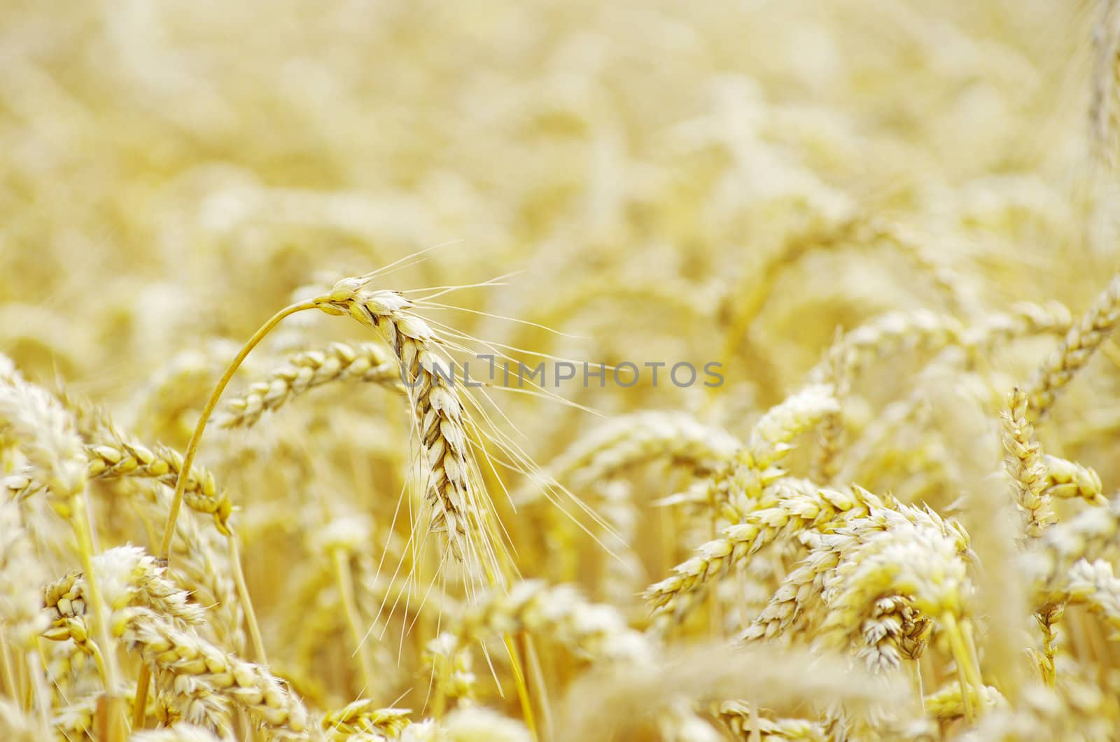 golden wheat field in summer