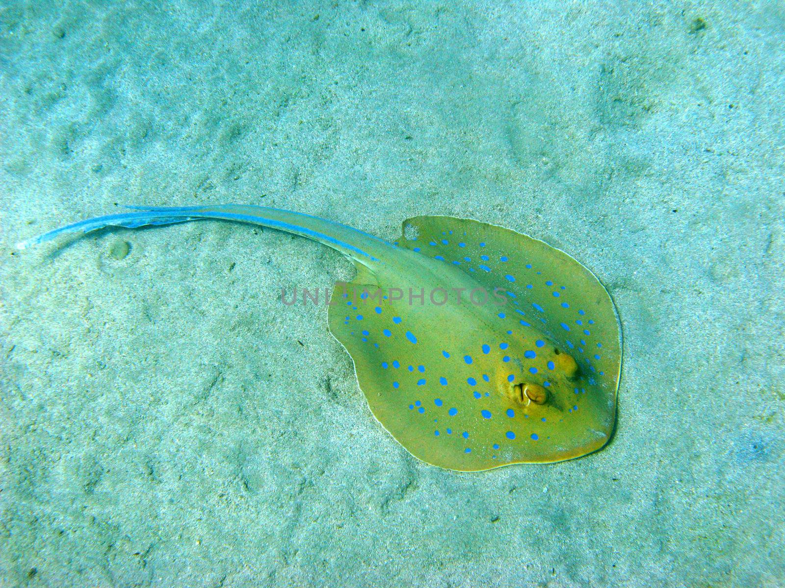 Blue-spotted stingray by vintrom