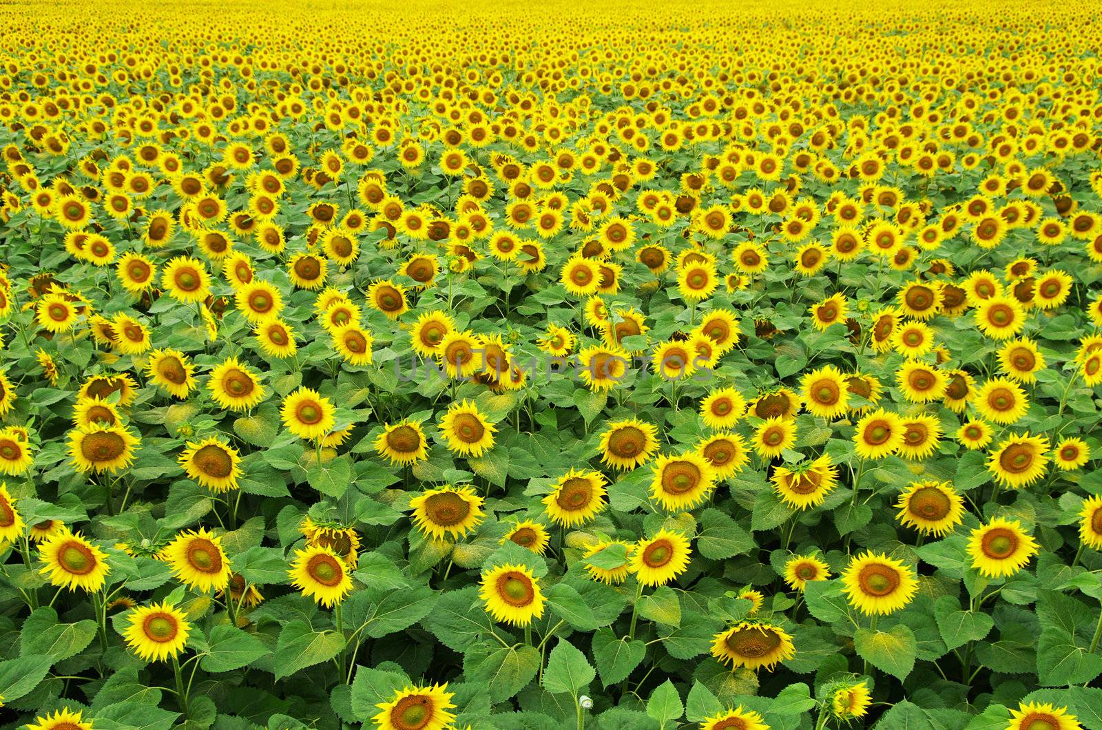 Closeup of a bright yellow sunflowers