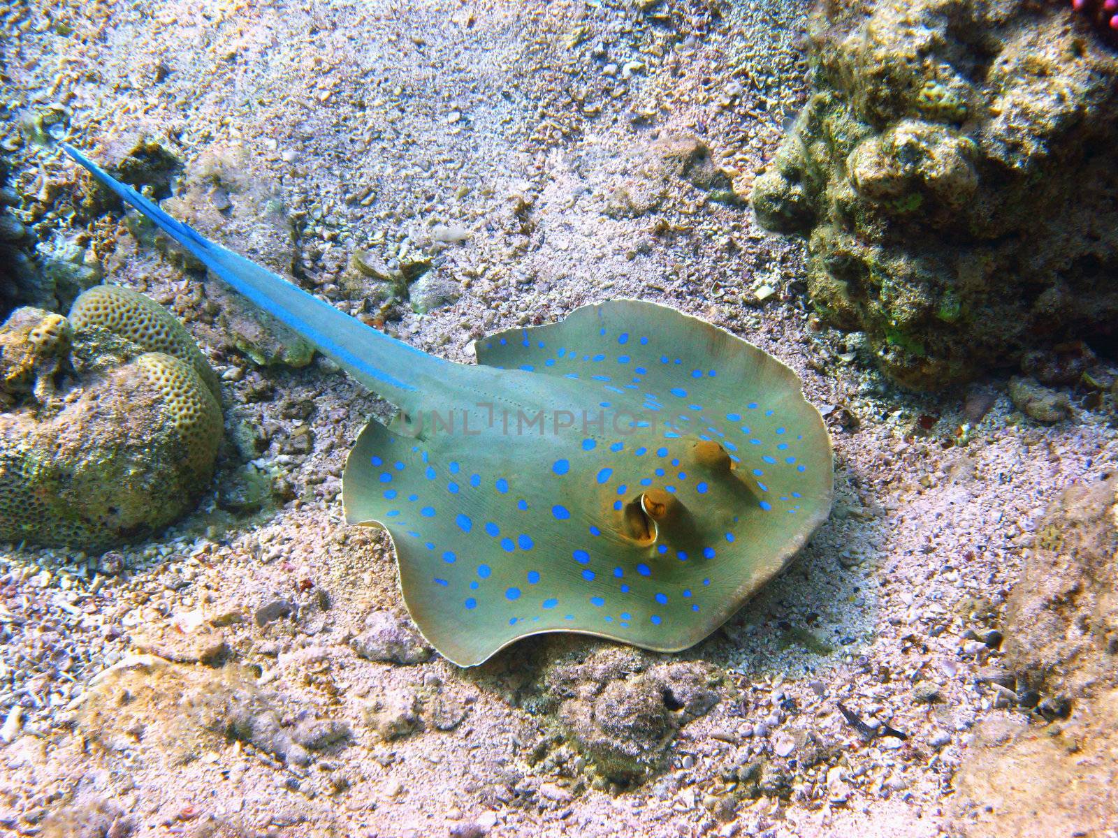 Blue-spotted stingray and coral by vintrom