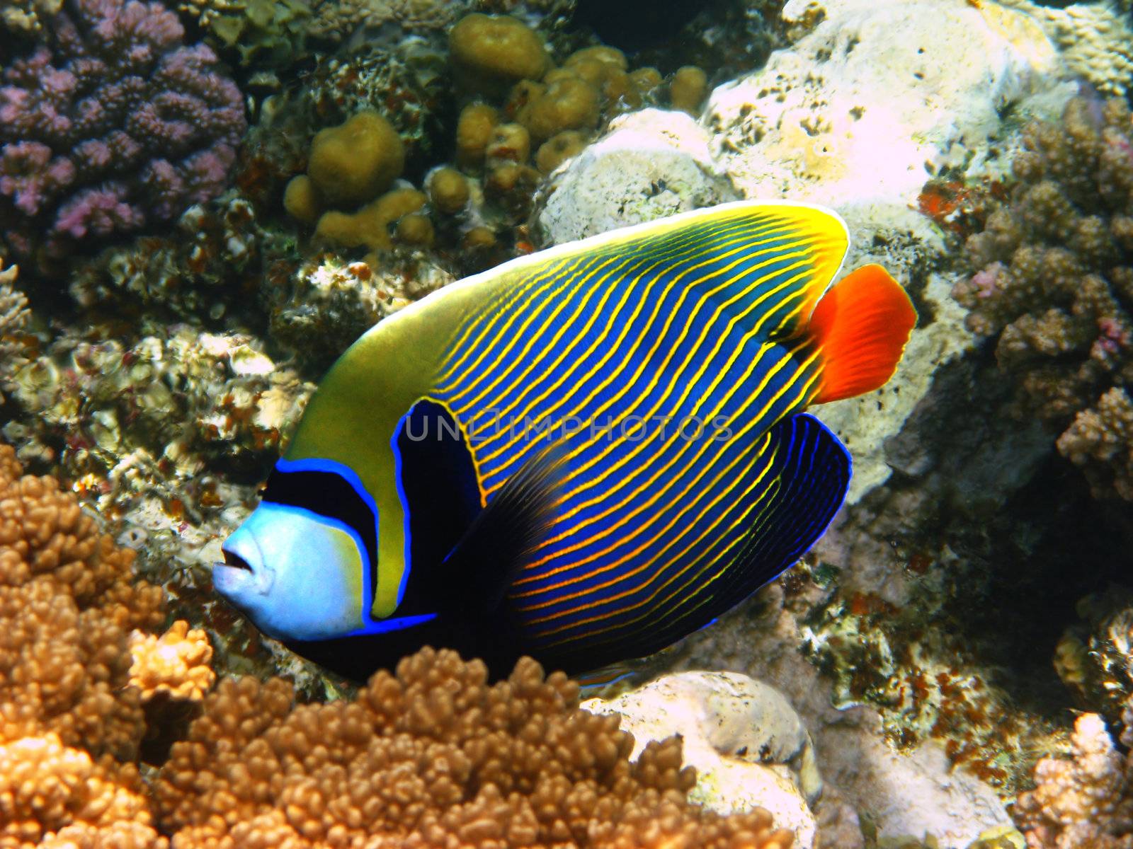 Emperor angelfish and coral reef in Red sea