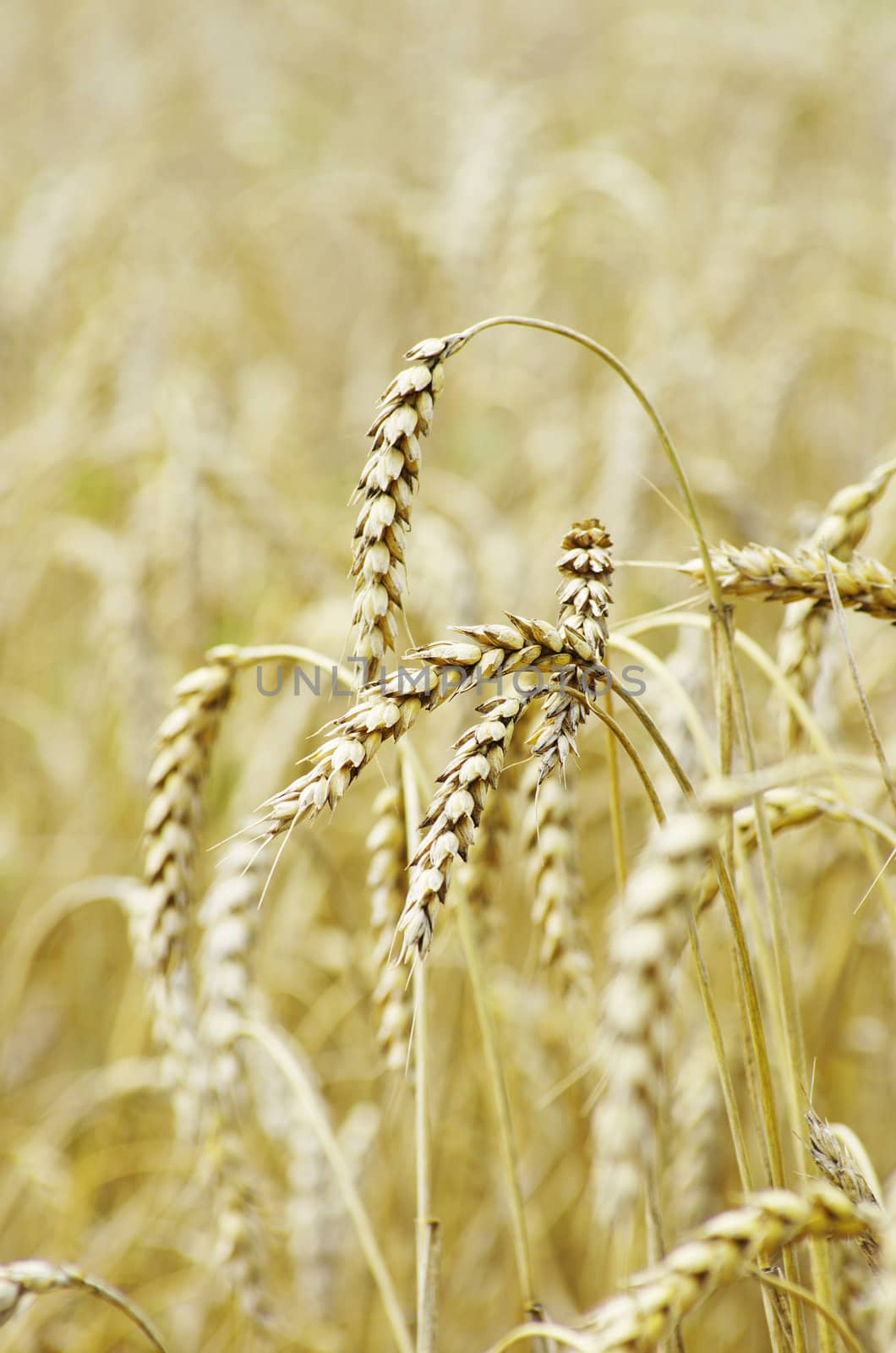 golden wheat field in summer