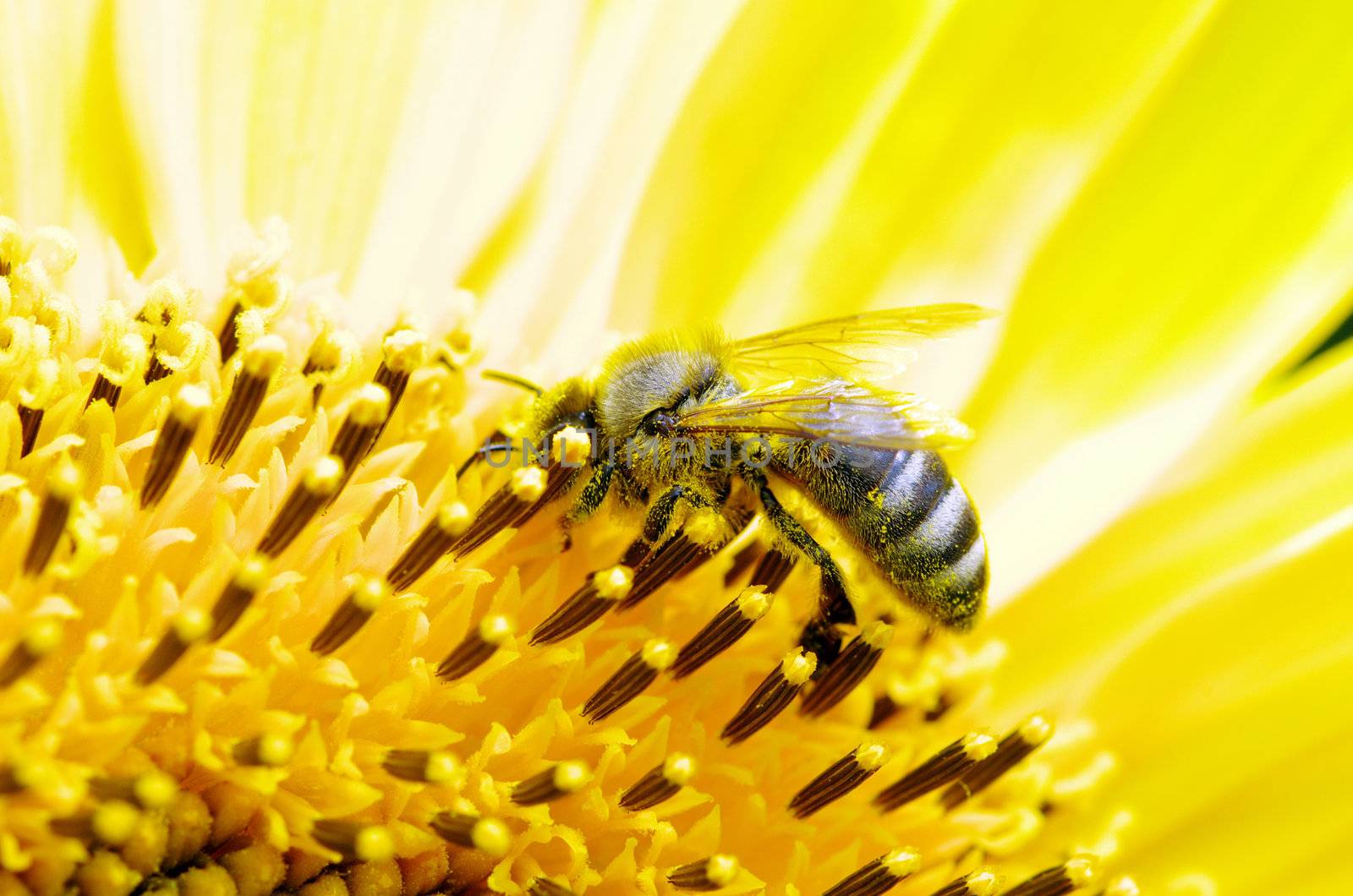 bee on flower by Pakhnyushchyy
