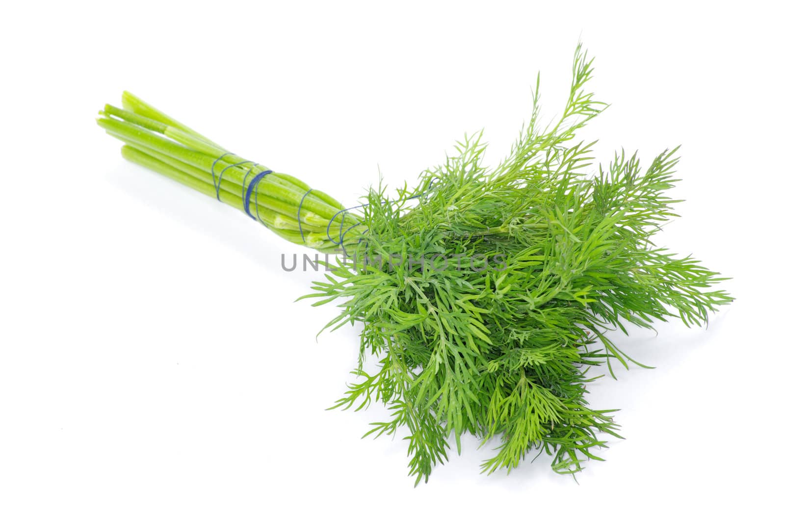 dill on a white background