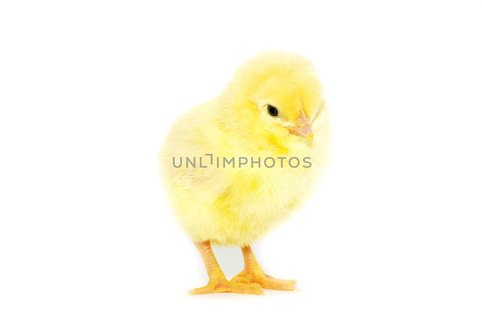 Cute little baby chicken isolated on white background