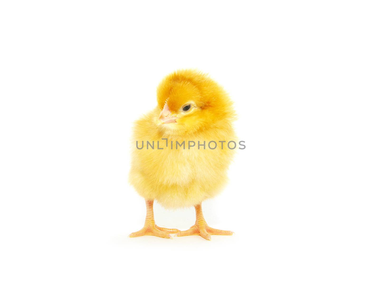 Cute little baby chicken isolated on white background