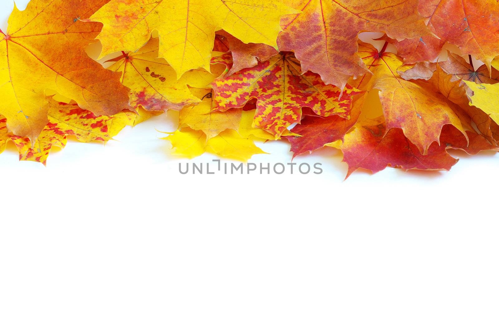 autumn maple leafs isolated on a white 