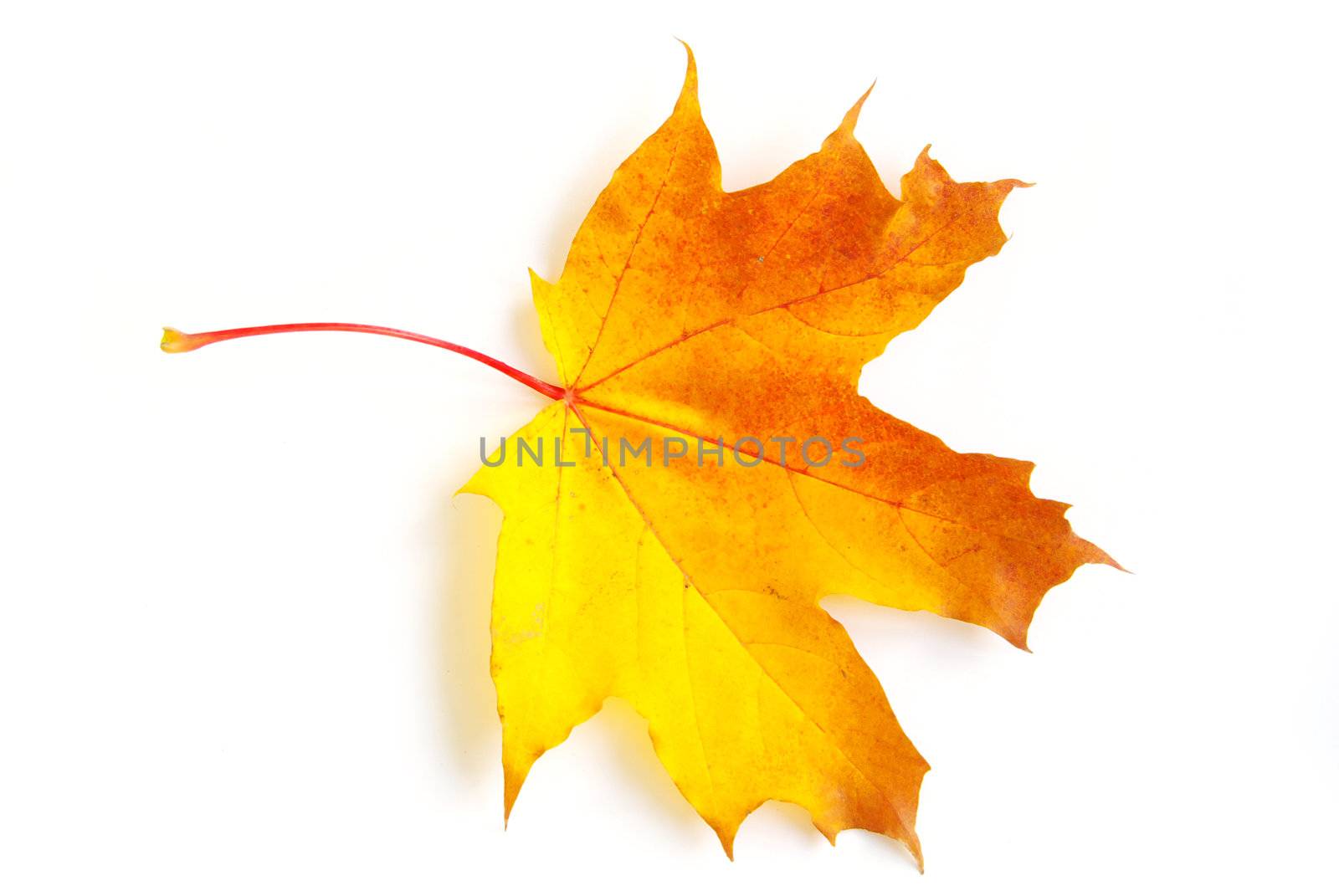 autumn maple leaf  by Pakhnyushchyy