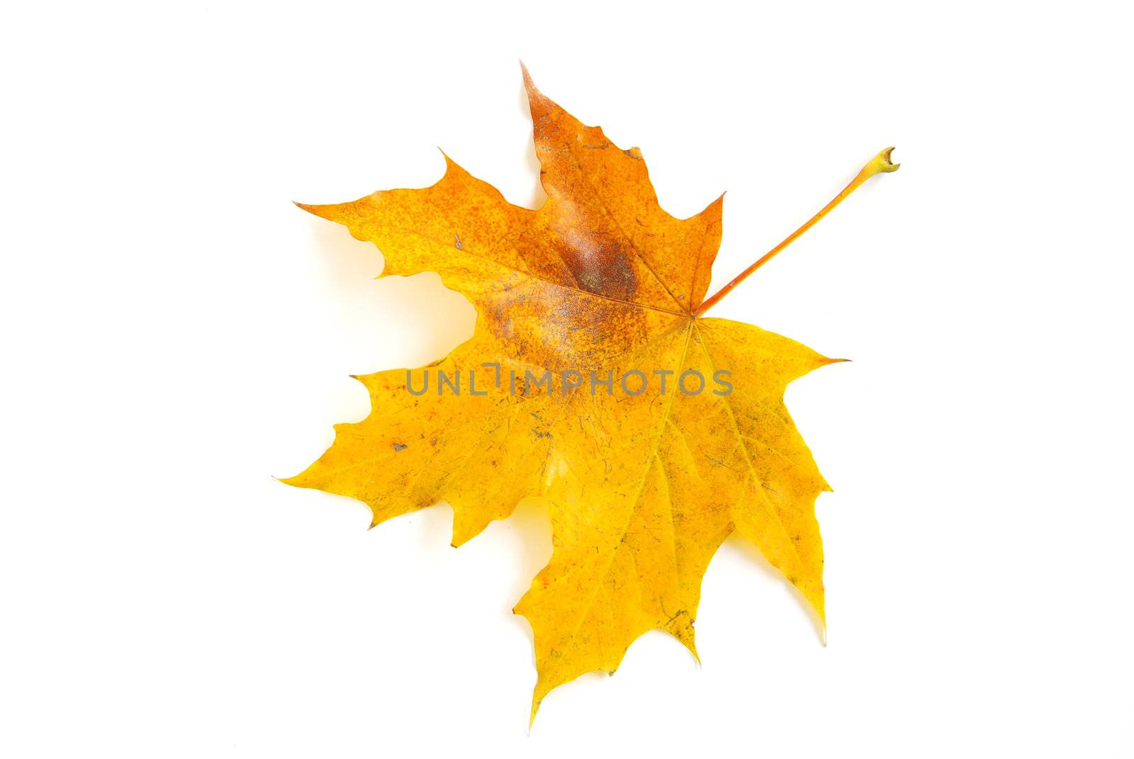 autumn maple leaf isolated on white background