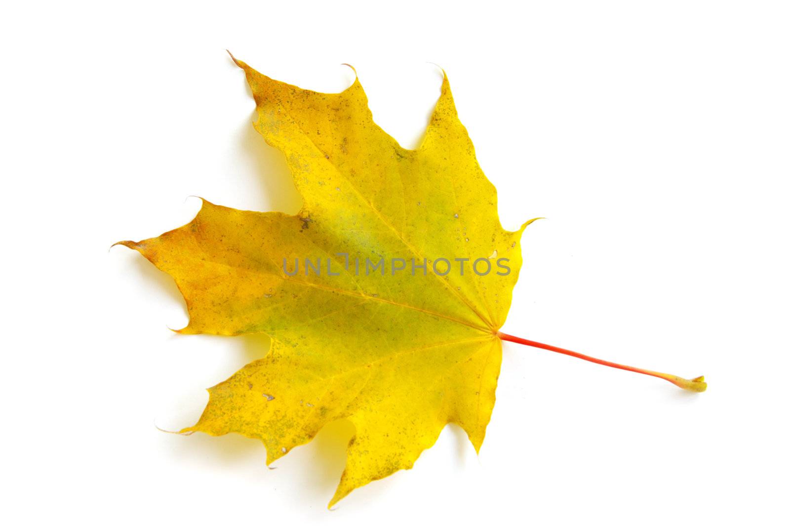 autumn maple leaf by Pakhnyushchyy