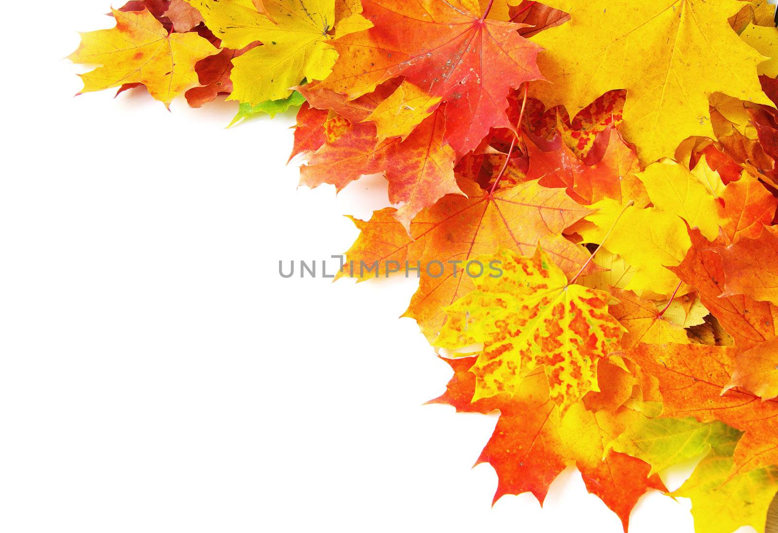 autumn maple leafs isolated on a white 