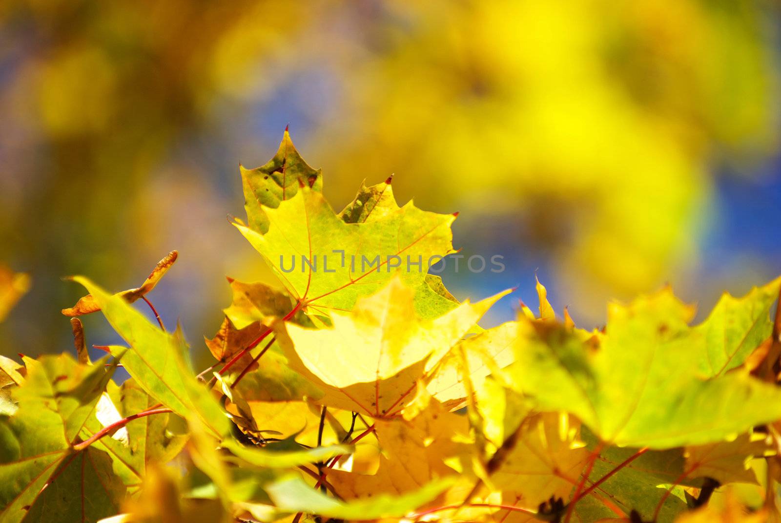 autumn leaves background in sunny day