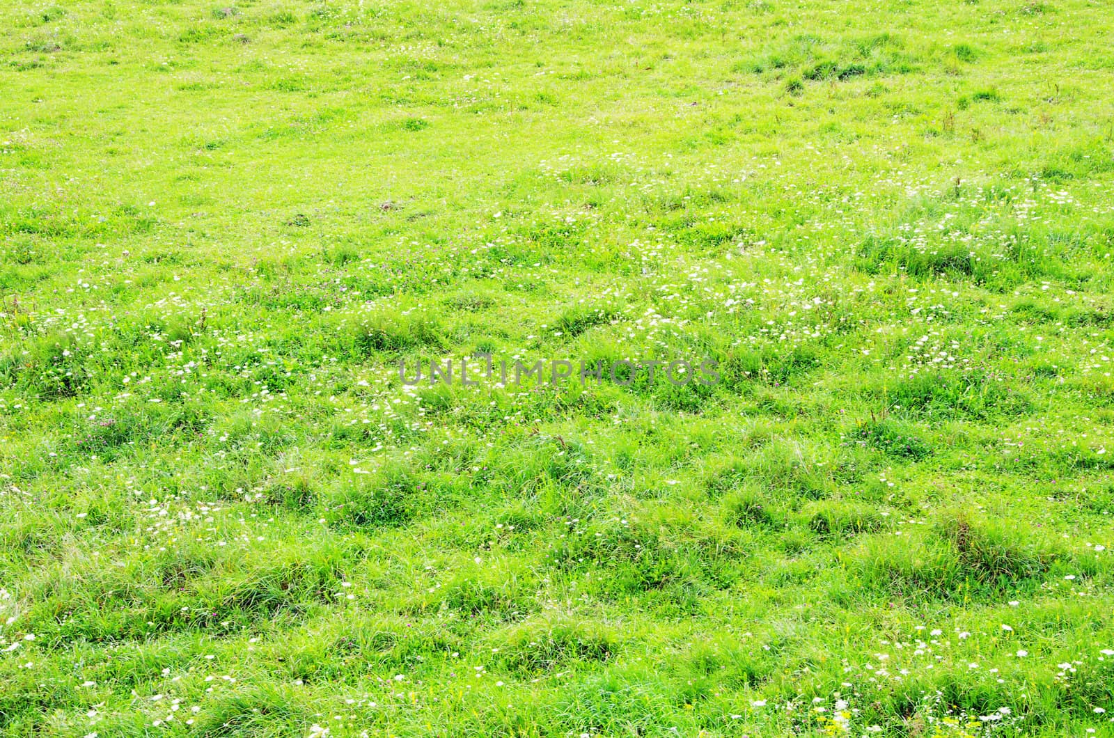 green grass texture from a  field           