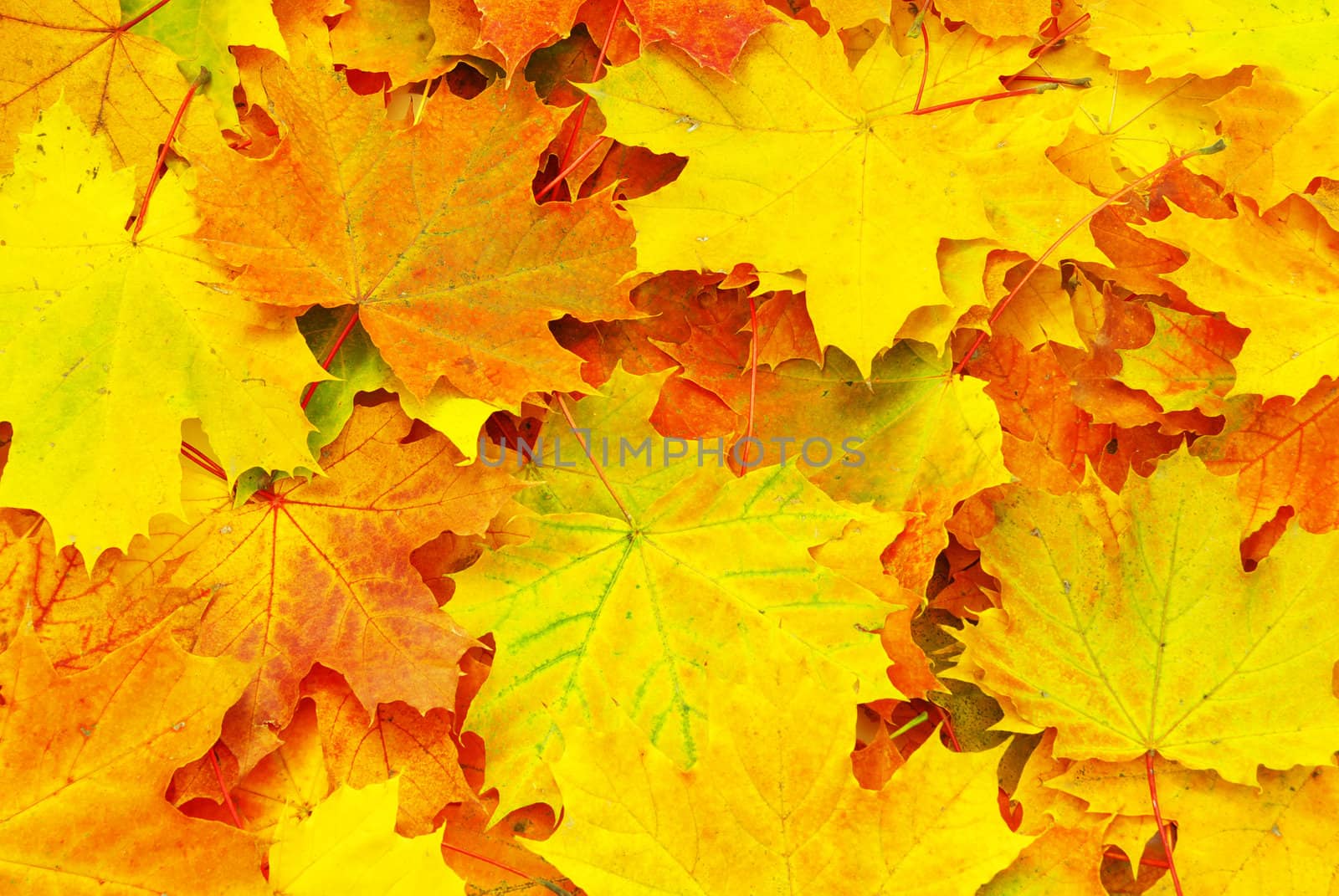 Texture of a maple leaf as background