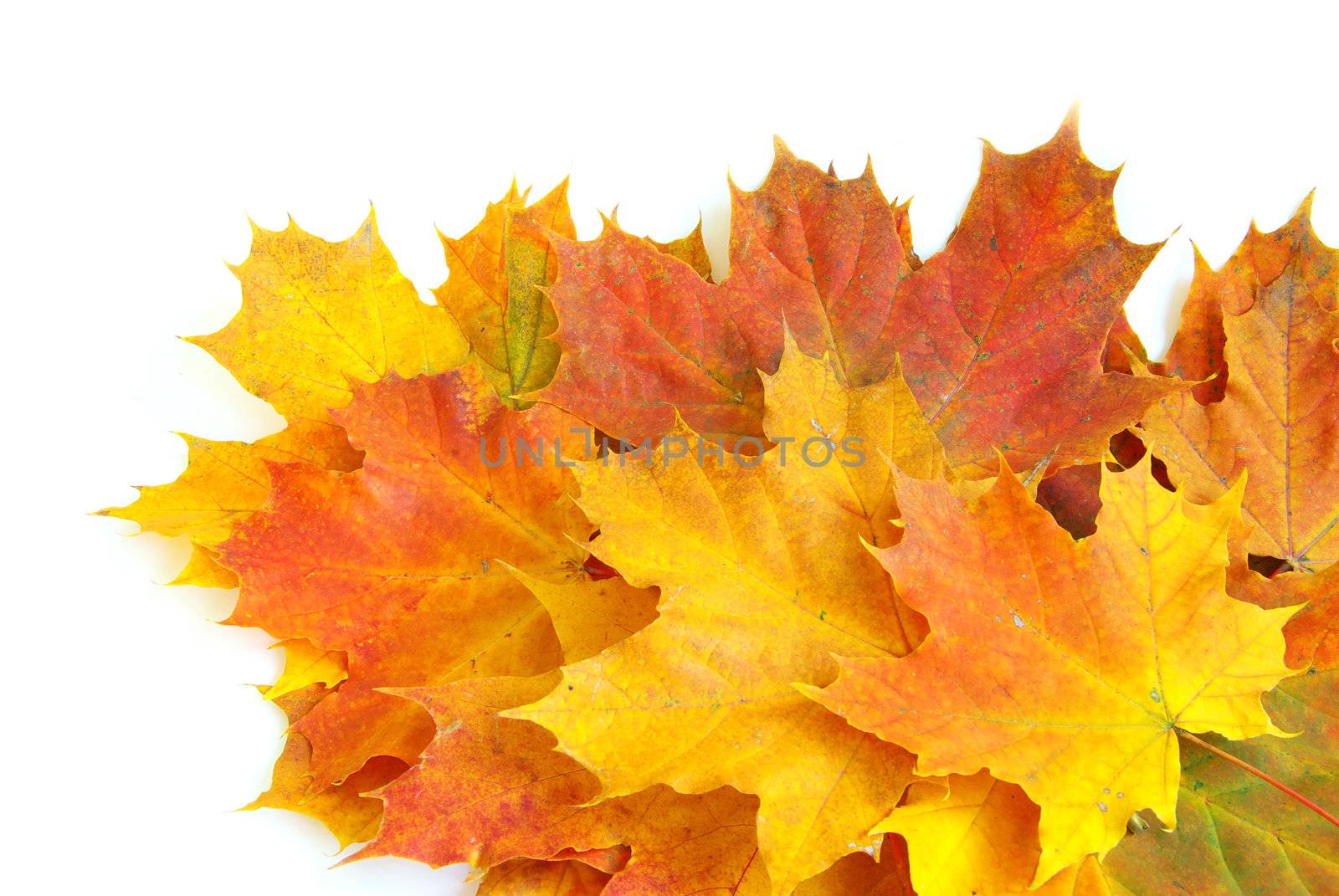 autumn maple leafs isolated on a white 