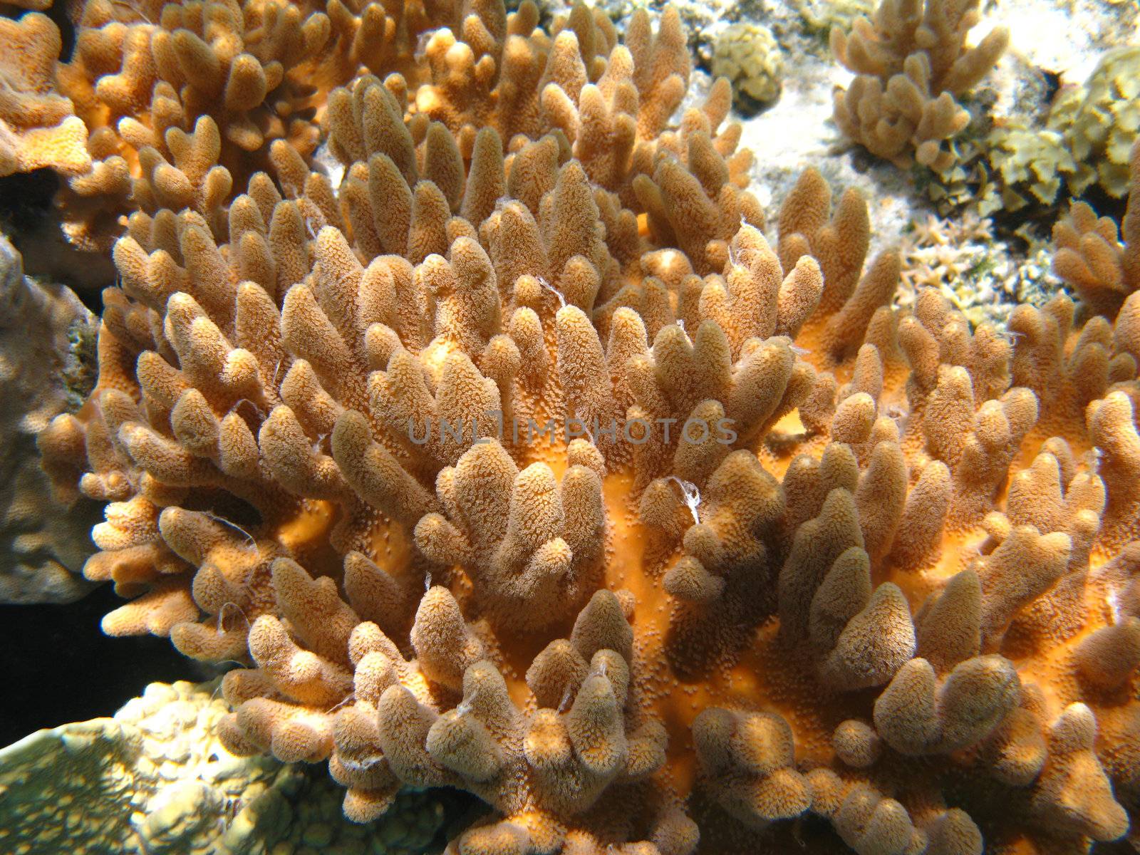 Soft corals by vintrom